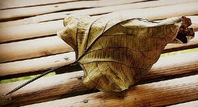 first-love-lost.png image