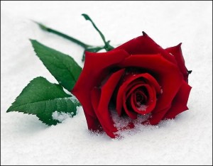 rose snow