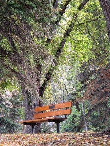 Edmonton's River Valley  Edmonton, ALBERTA
