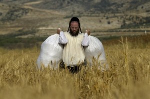 An Ultra-Orthodox Jew carries sacks full with wheat after harvesting it using hand sickles in a field some three kilometers from the Mevo Horon settlement in the Israeli occupied West Bank, on May 22, 2012.  (Photo credit: MENAHEM KAHANA/AFP/GettyImages)