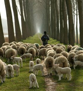 sheep-hear-shepherd