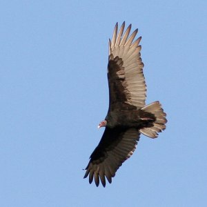 turkey-vulture-flying-4a