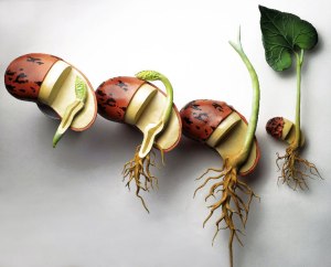 growing-seed