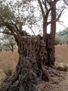 olive tree roots