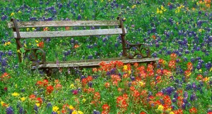 Wildflowers and bench