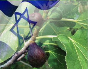 the-fig-tree-and-israel